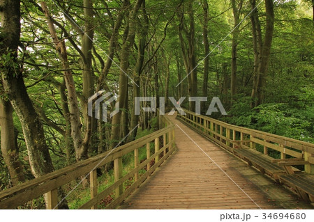 Timber gangplank leading trough a beech forest. 34694680