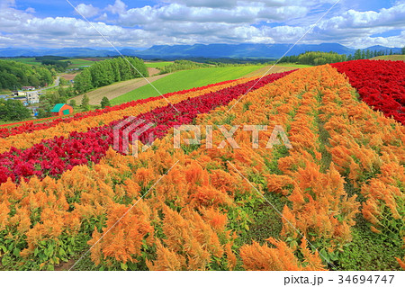 美瑛四季彩の丘 美瑛四季彩の丘 34694747