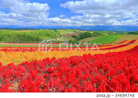 美瑛四季彩の丘 美瑛四季彩の丘 34694748