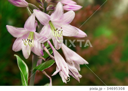 Buds of lilac lily flowers on a bush in the garden Buds of lilac lily flowers on a bush in the garden 34695308