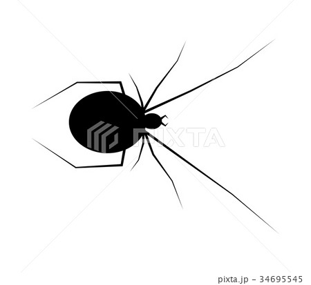 spider black widow silhouette vector symbol icon  34695545