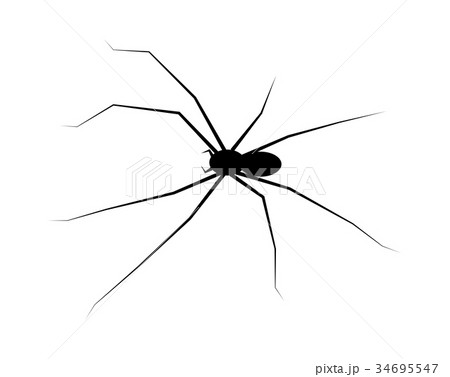 spider black widow silhouette vector symbol icon  34695547