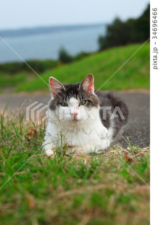 田代島のにゃんこ 34696466