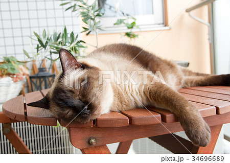 昼寝中のねこ 昼寝中のねこ 34696689