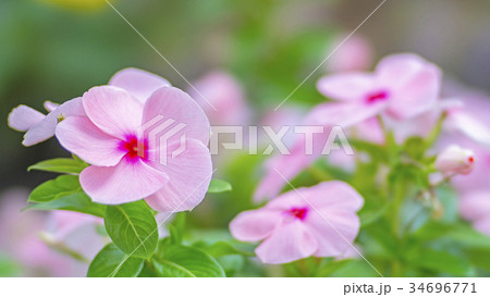 花壇の花々 STF 16:9 花壇の花々 STF 16:9 34696771