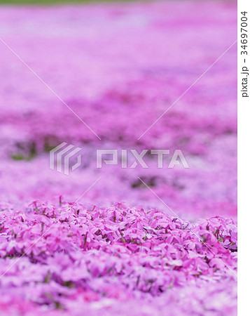 芝ざくら畑、縦構図、一面ピンク 34697004
