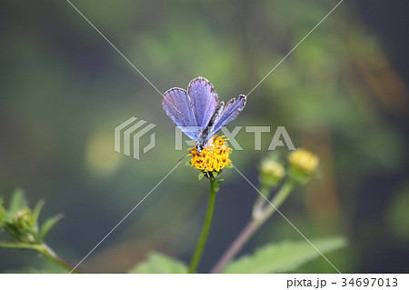 ミヤマシジミの吸蜜 ミヤマシジミの吸蜜 34697013