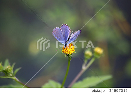 ミヤマシジミの吸蜜 ミヤマシジミの吸蜜 34697015