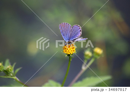 ミヤマシジミの吸蜜 34697017