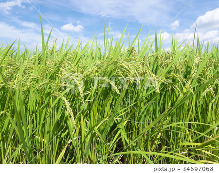 稲穂 34697068