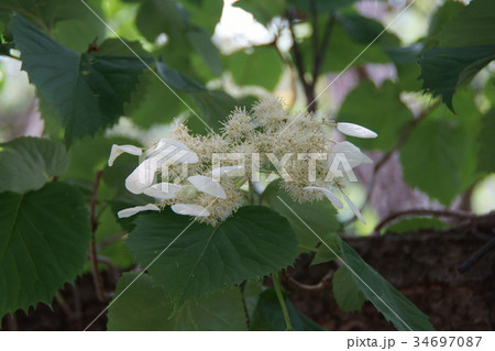 岩絡　イワガラミ　花言葉は「忠実」 34697087