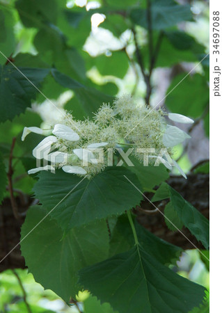 岩絡 イワガラミ 花言葉は 忠実 の写真素材