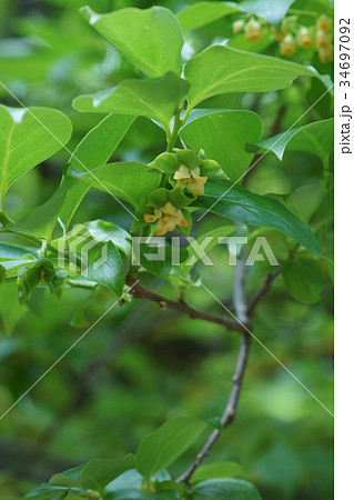 柿の木 花言葉は 自然美 の写真素材