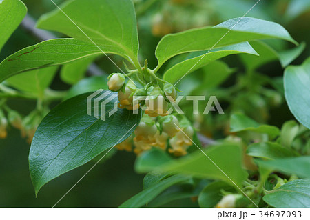 柿の木 花言葉は 自然美 の写真素材