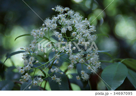 要黐　カナメモチ　花言葉は「にぎやか」 34697095