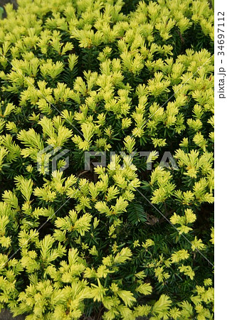 金芽伽羅木　キャラボク　花言葉は「底力」 34697112