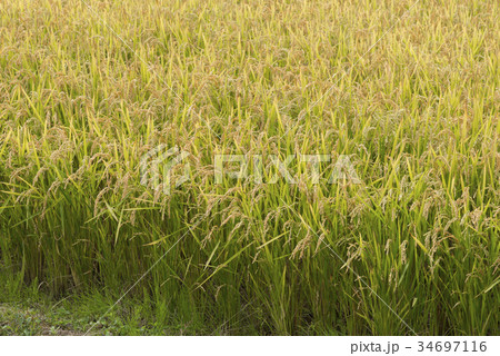 北海道の米 北海道の米 34697116