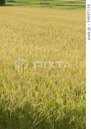 北海道の米 北海道の米 34697119