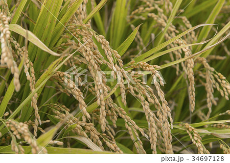 北海道の米 北海道の米 34697128