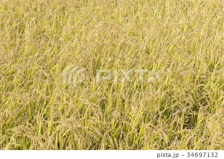 北海道の米 北海道の米 34697132