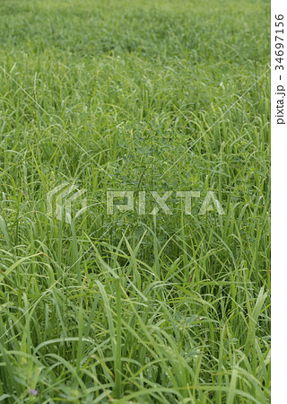 牧草 牧草 34697156