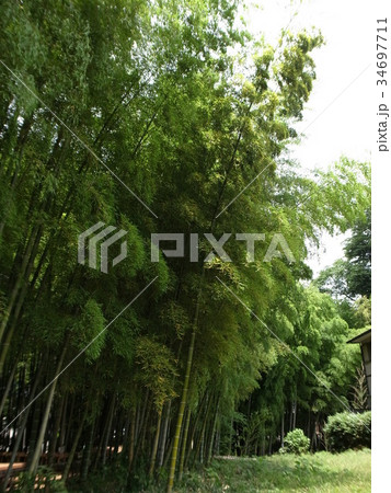 竹林公園 竹林公園 34697711