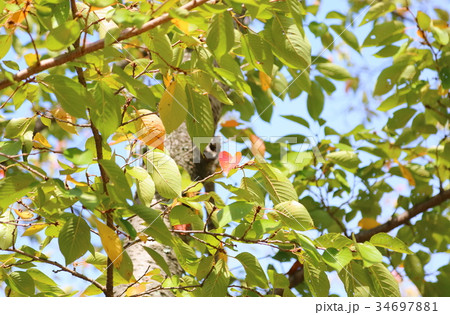 サクラの葉　 34697881