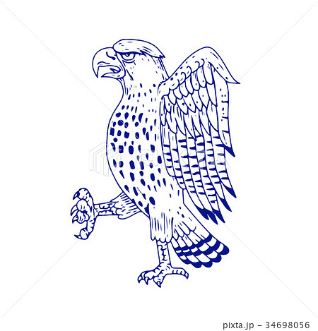 Sharp-shinned Hawk Marching Drawing Sharp-shinned Hawk Marching Drawing 34698056