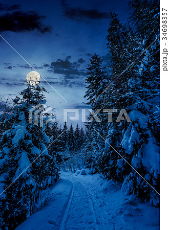 path through spruce forest in winter at night 34698357