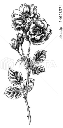 ボールペンで描いたバラの花のイラスト素材