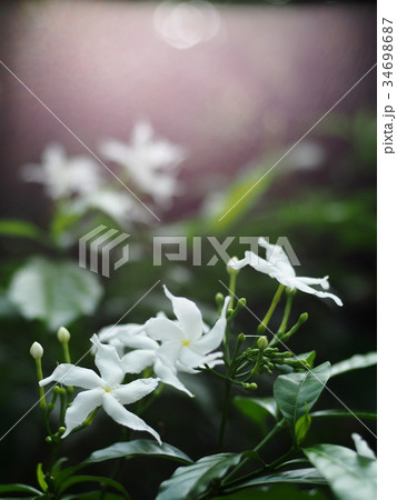 white Gerdenia Crape Jasmine, white flowers 34698687