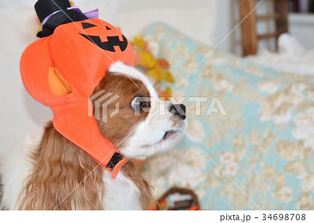 ハロウィンの被り物をしたキャバリア ハロウィンの被り物をしたキャバリア 34698708