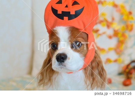 ハロウィンの被り物をしたキャバリア ハロウィンの被り物をしたキャバリア 34698716