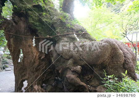 来宮神社 第二大楠 34698760