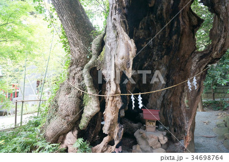 来宮神社 第二大楠 34698764