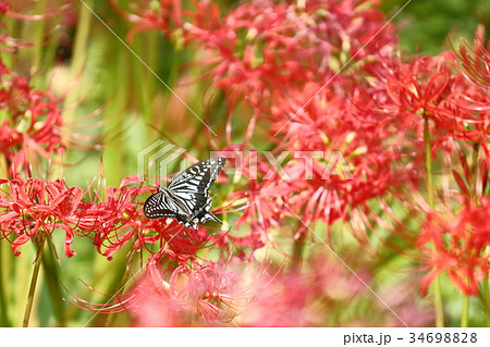 彼岸花とアゲハチョウ 彼岸花とアゲハチョウ 34698828
