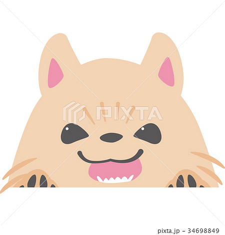 ひょっこりと顔を出す犬 ポメラニアン のイラスト素材 34698849
