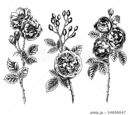 ボールペンで描いたバラの花のイラスト素材 34699047 Pixta