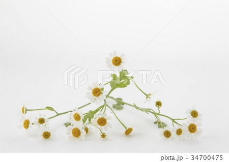 マトリカリア横位置 34700475