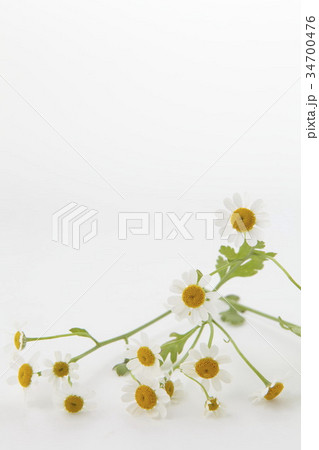 マトリカリア縦位置 34700476