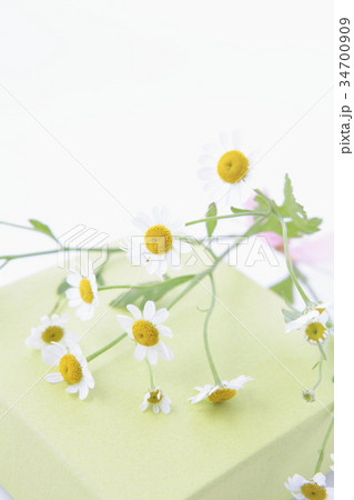 マトリカリアと黄緑色のボックス縦位置 34700909