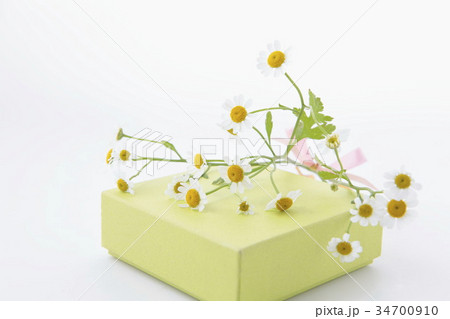 マトリカリアとプレゼントボックス横位置 34700910