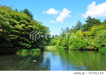 軽井沢の雲場池と青空 軽井沢の雲場池と青空 34701119