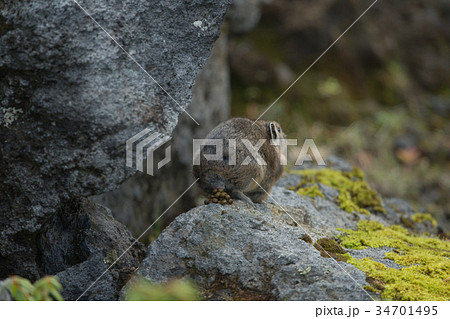 エゾナキウサギ　ナキウサギ 34701495