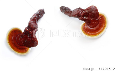 Red ganoderma on white background Red ganoderma on white background 34701512