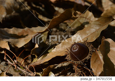 ドングリと落ち葉 ドングリと落ち葉 34701556
