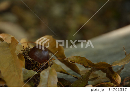 ドングリと落ち葉 ドングリと落ち葉 34701557