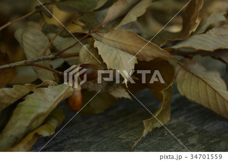 ドングリと落ち葉 ドングリと落ち葉 34701559
