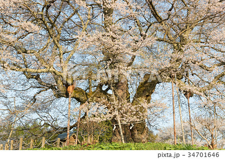 醍醐桜 -推定1000年の大桜- 34701646