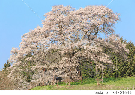 醍醐桜 -推定1000年の大桜- 34701649